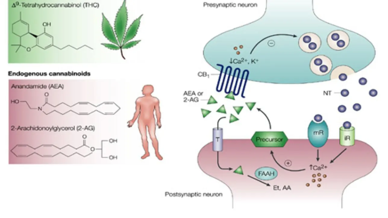 The Endocannabinoid System and Stress-Related Psychiatric Illness