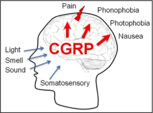 CGRP Diagram