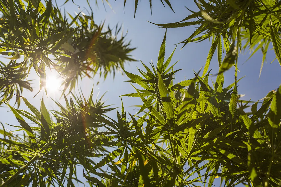 Oregon Cannabis Testing Summary of Regulations effective January 1, 2021