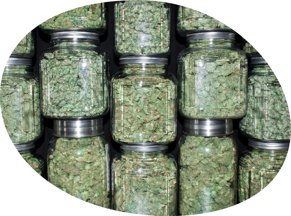Stacked jars of cannabis flower