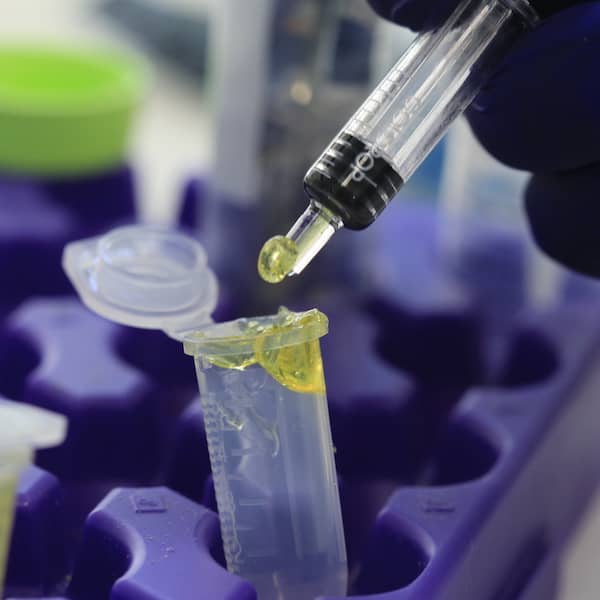 Gloved hand adding cannabis sample to a test tube