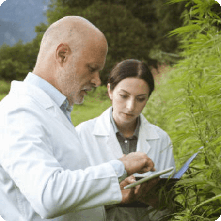 Two researchers in a field of cannabis sharing a phone screen