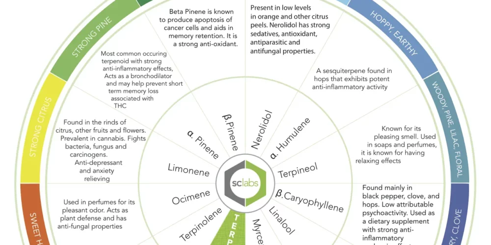 SC Labs terpene wheel infographic