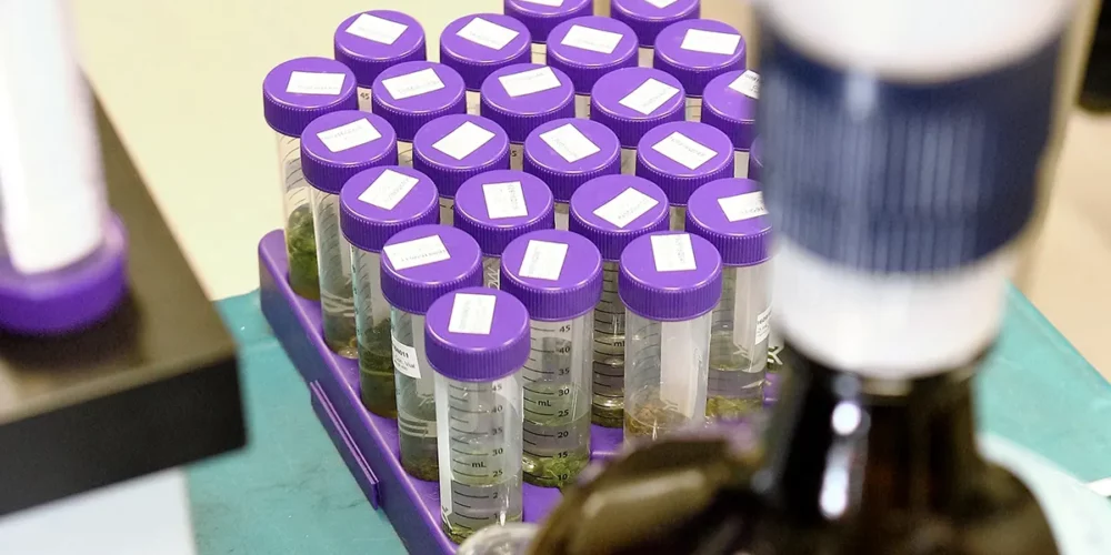 Cannabis testing vials at SC Labs