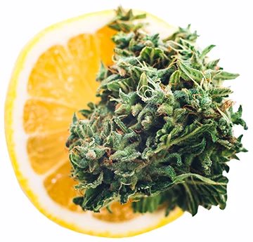 Cannabis bud citrus
