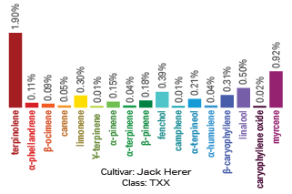 Jack Herer terpene archetype