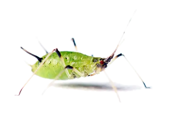 Aphid close up