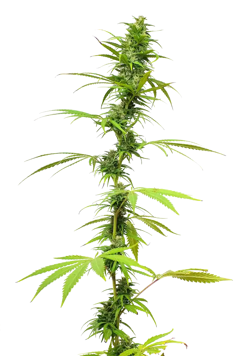 Cannabis stalk