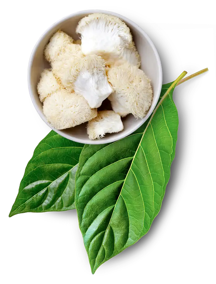 kratom leaves and lions mane